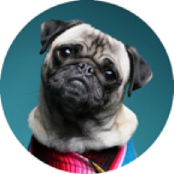 Meet your Posher, Monkee - Picture 2 of 7